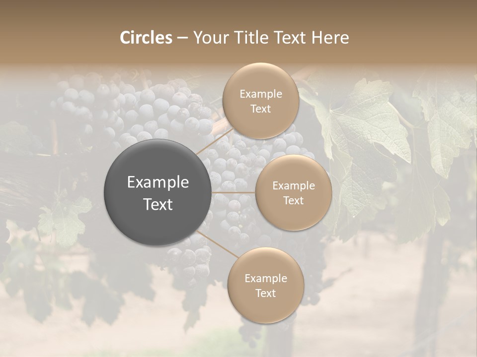 Vineyards With Red Wine Grapes Clusters, Ready For Harvest PowerPoint Template