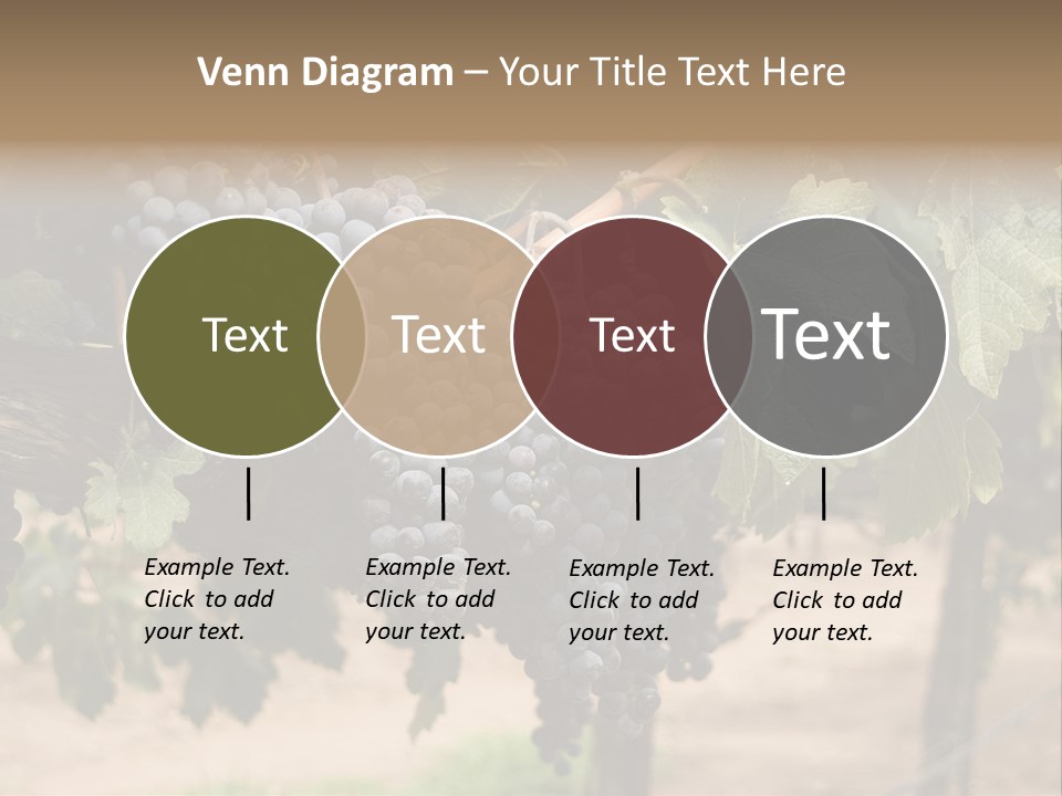 Vineyards With Red Wine Grapes Clusters, Ready For Harvest PowerPoint Template