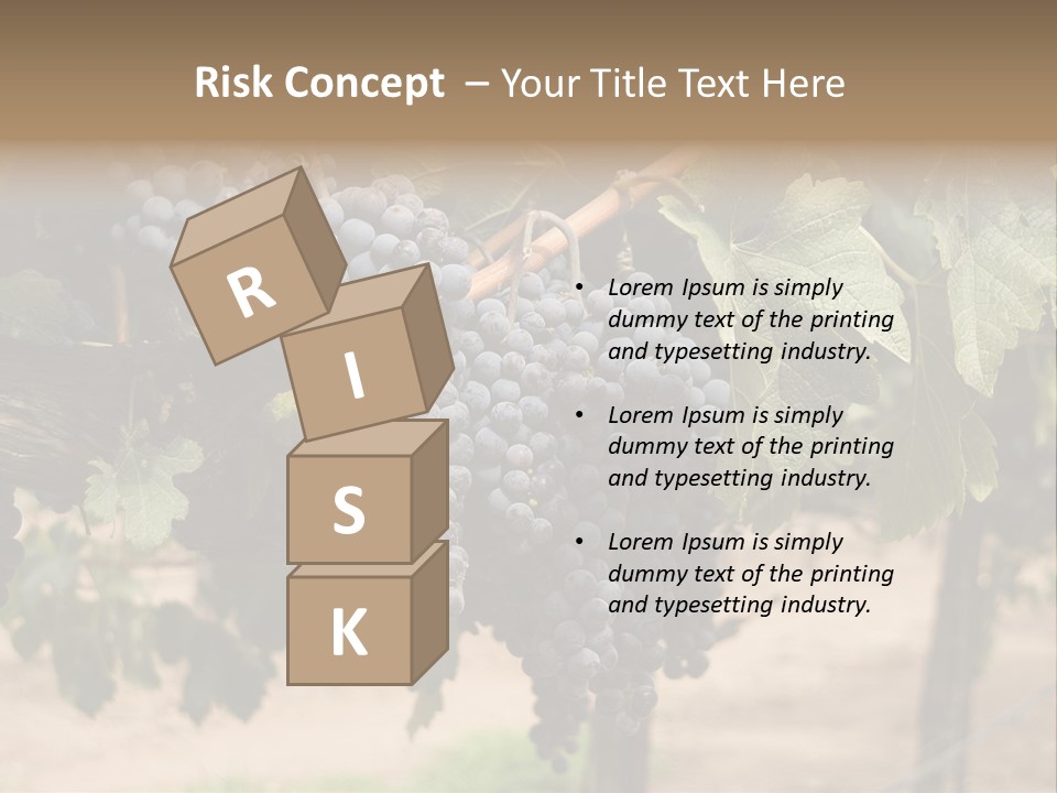 Vineyards With Red Wine Grapes Clusters, Ready For Harvest PowerPoint Template