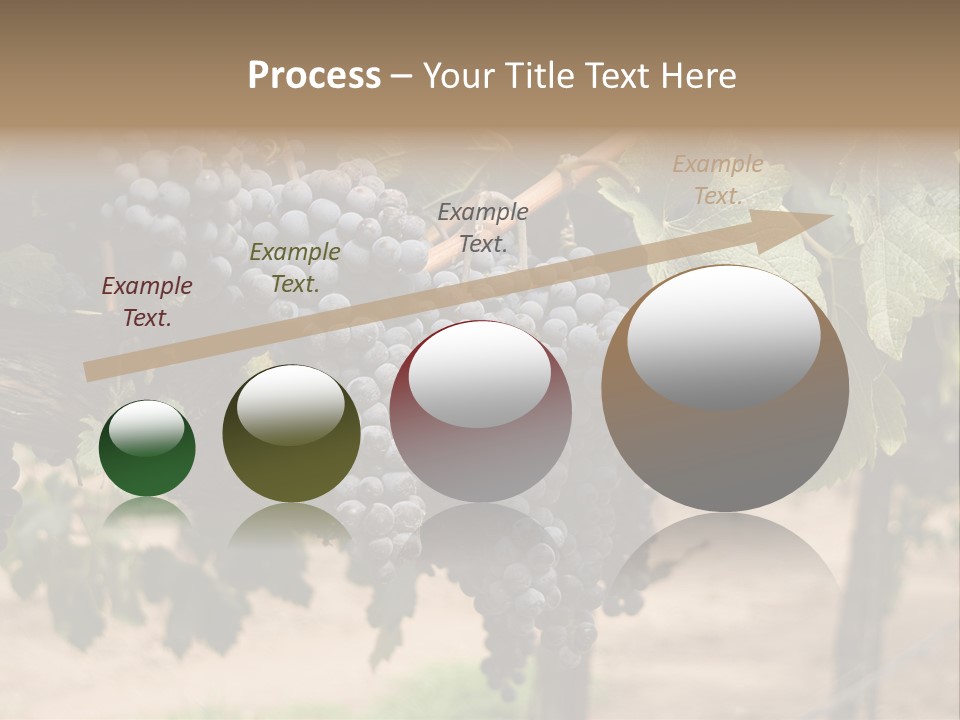 Vineyards With Red Wine Grapes Clusters, Ready For Harvest PowerPoint Template