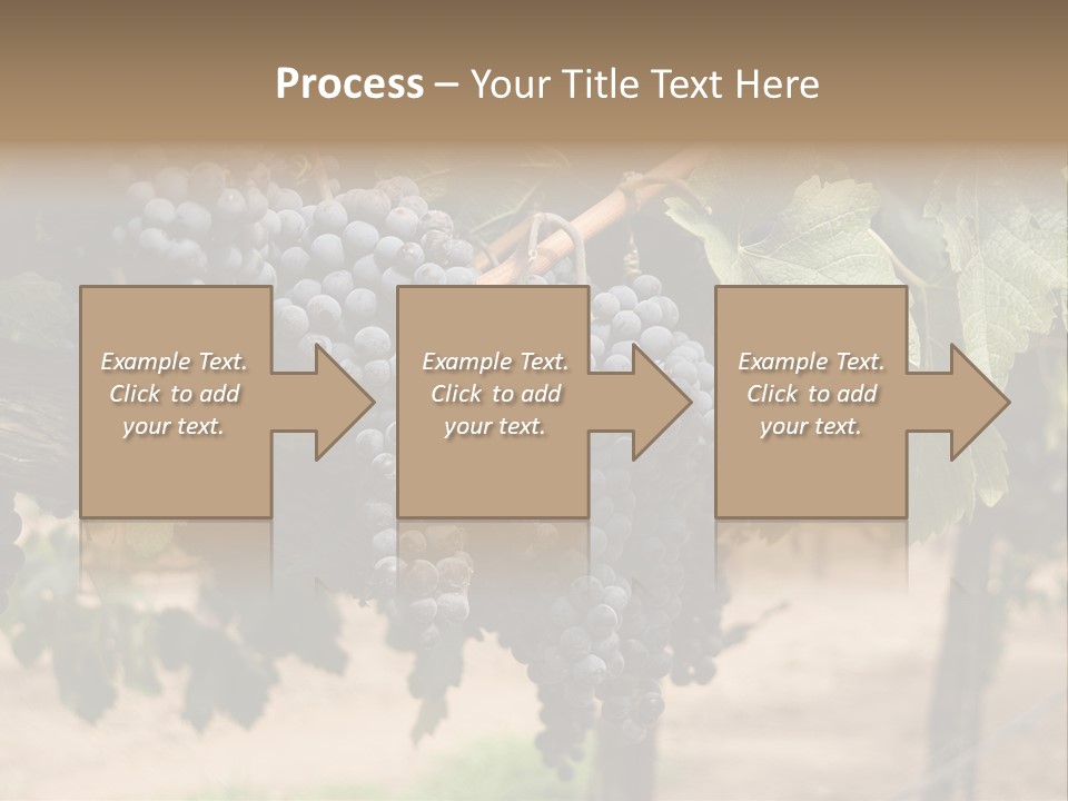 Vineyards With Red Wine Grapes Clusters, Ready For Harvest PowerPoint Template
