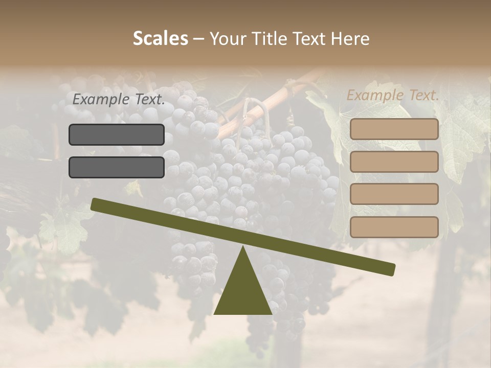 Vineyards With Red Wine Grapes Clusters, Ready For Harvest PowerPoint Template