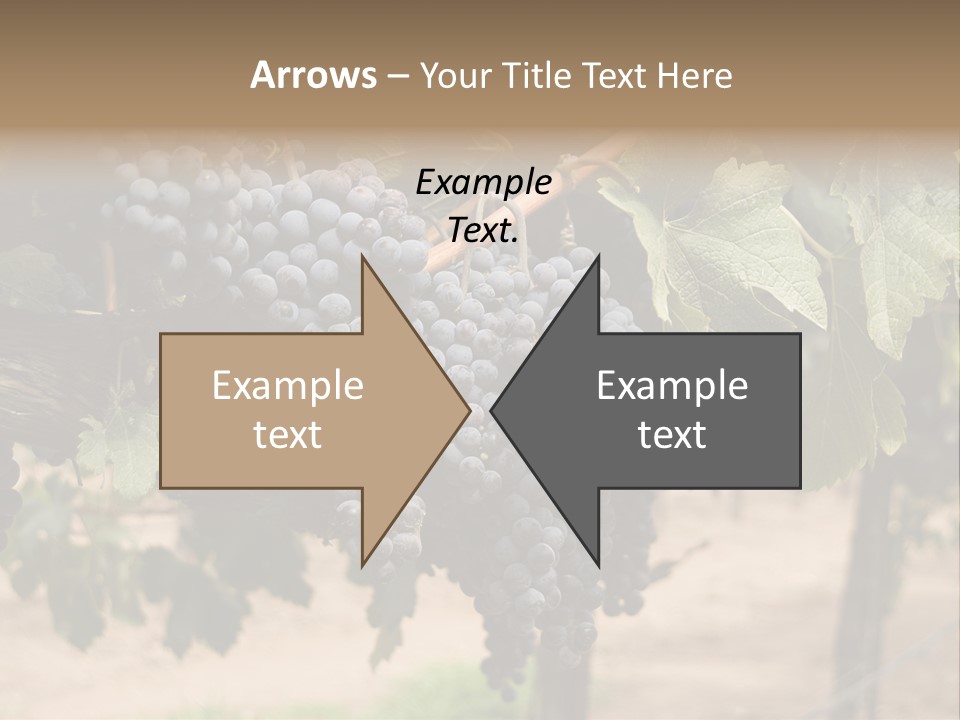 Vineyards With Red Wine Grapes Clusters, Ready For Harvest PowerPoint Template