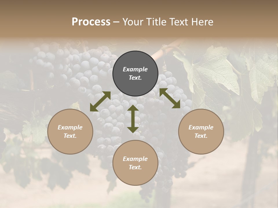 Vineyards With Red Wine Grapes Clusters, Ready For Harvest PowerPoint Template