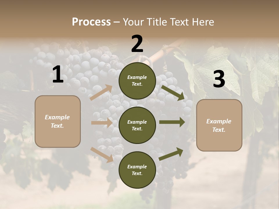 Vineyards With Red Wine Grapes Clusters, Ready For Harvest PowerPoint Template