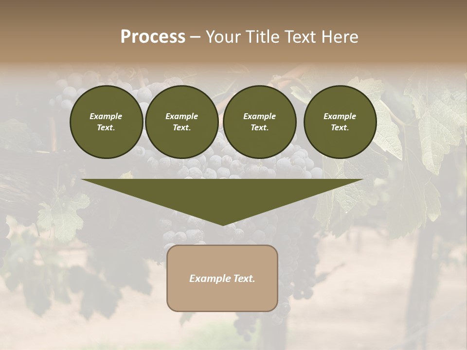 Vineyards With Red Wine Grapes Clusters, Ready For Harvest PowerPoint Template