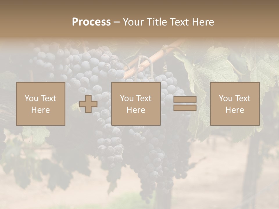 Vineyards With Red Wine Grapes Clusters, Ready For Harvest PowerPoint Template