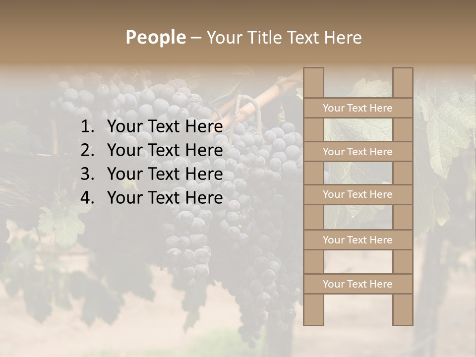 Vineyards With Red Wine Grapes Clusters, Ready For Harvest PowerPoint Template