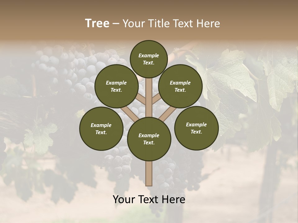 Vineyards With Red Wine Grapes Clusters, Ready For Harvest PowerPoint Template