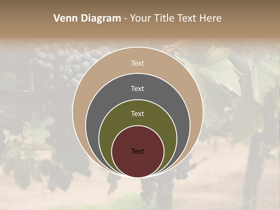 Vineyards With Red Wine Grapes Clusters, Ready For Harvest PowerPoint Template
