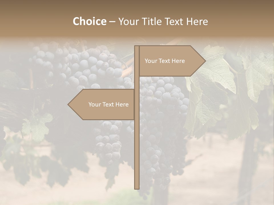 Vineyards With Red Wine Grapes Clusters, Ready For Harvest PowerPoint Template