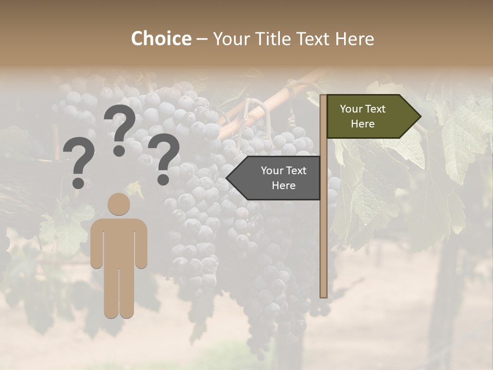Vineyards With Red Wine Grapes Clusters, Ready For Harvest PowerPoint Template