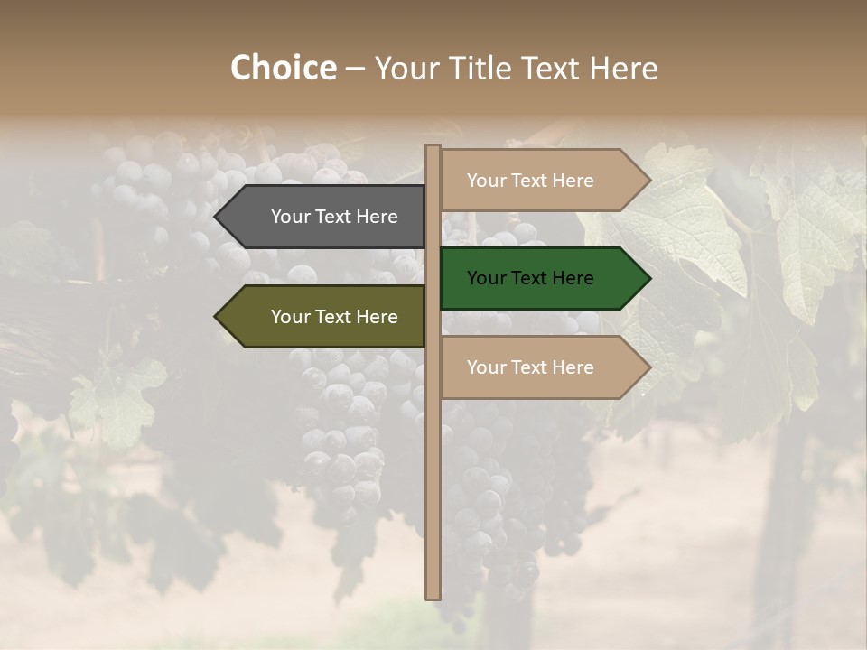 Vineyards With Red Wine Grapes Clusters, Ready For Harvest PowerPoint Template