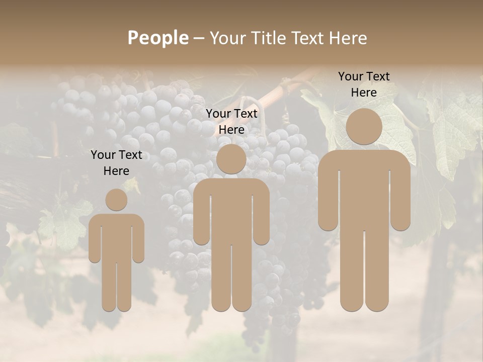 Vineyards With Red Wine Grapes Clusters, Ready For Harvest PowerPoint Template