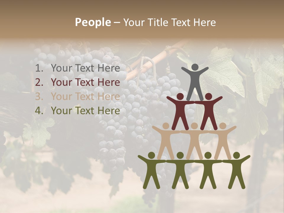 Vineyards With Red Wine Grapes Clusters, Ready For Harvest PowerPoint Template