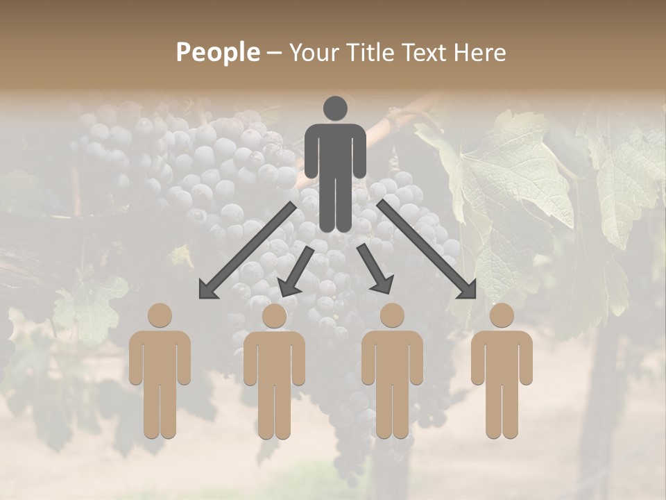 Vineyards With Red Wine Grapes Clusters, Ready For Harvest PowerPoint Template