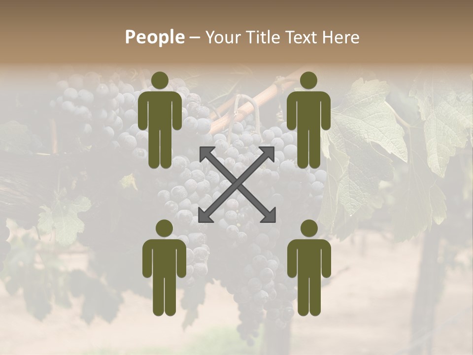 Vineyards With Red Wine Grapes Clusters, Ready For Harvest PowerPoint Template