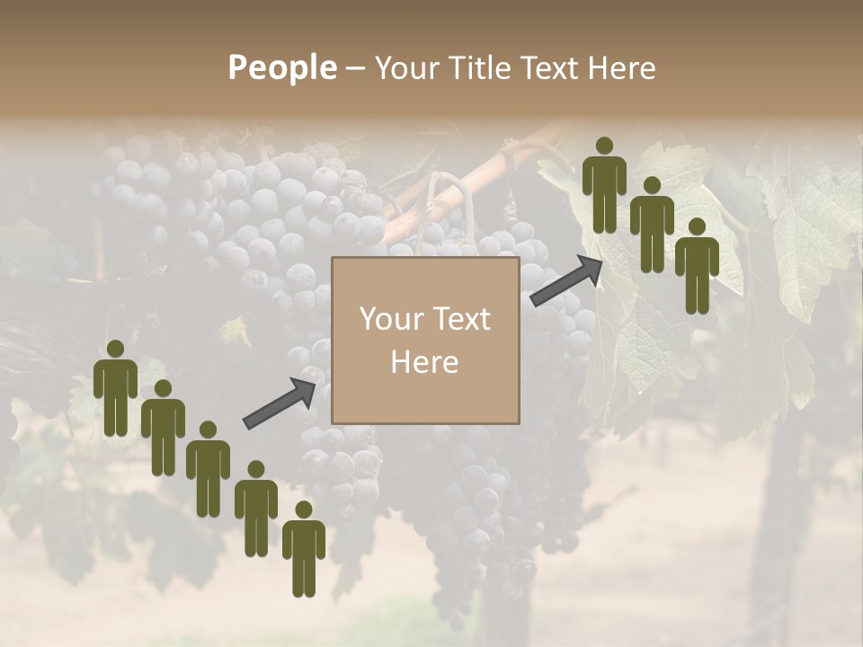 Vineyards With Red Wine Grapes Clusters, Ready For Harvest PowerPoint Template