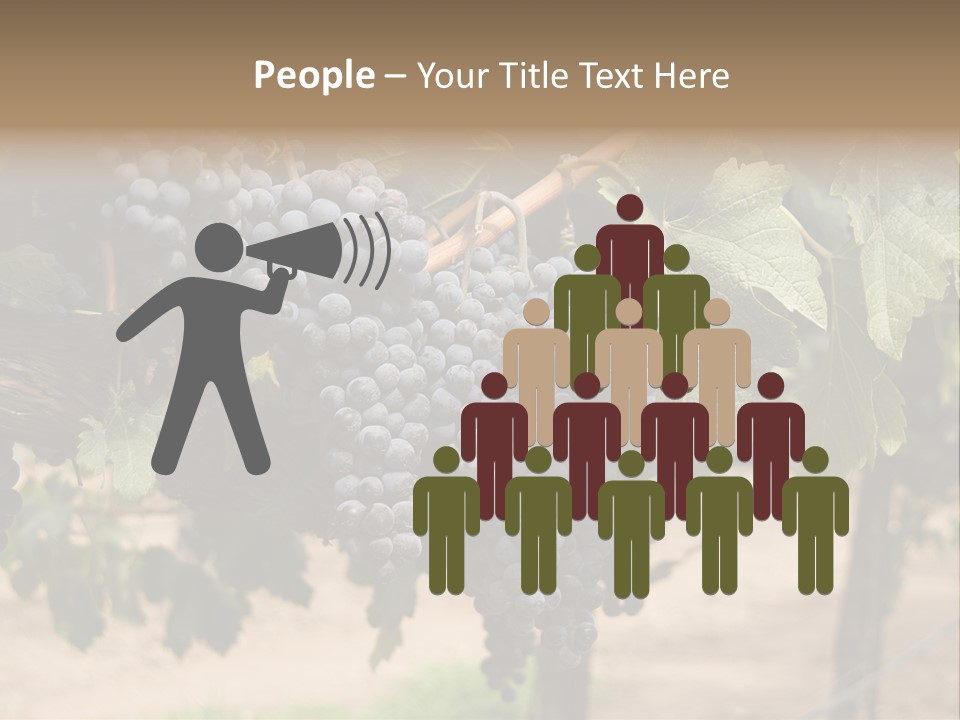 Vineyards With Red Wine Grapes Clusters, Ready For Harvest PowerPoint Template