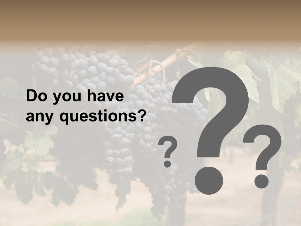Vineyards With Red Wine Grapes Clusters, Ready For Harvest PowerPoint Template