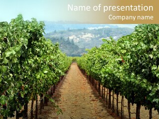 A Row Of Trees In A Vineyard With A Mountain In The Background PowerPoint Template