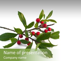 Christmas Holly Isolated On White (Natural) PowerPoint Template