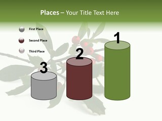 Christmas Holly Isolated On White (Natural) PowerPoint Template