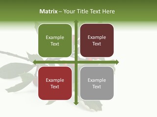 Christmas Holly Isolated On White (Natural) PowerPoint Template