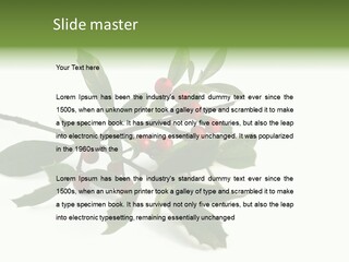 Christmas Holly Isolated On White (Natural) PowerPoint Template