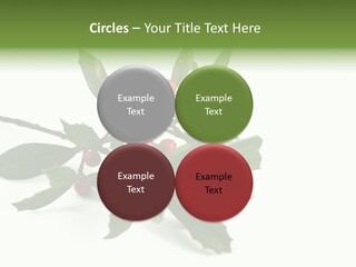 Christmas Holly Isolated On White (Natural) PowerPoint Template
