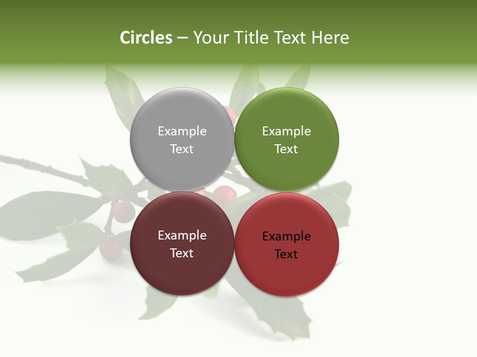 Christmas Holly Isolated On White (Natural) PowerPoint Template