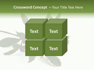 Christmas Holly Isolated On White (Natural) PowerPoint Template