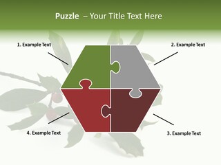 Christmas Holly Isolated On White (Natural) PowerPoint Template