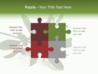 Christmas Holly Isolated On White (Natural) PowerPoint Template