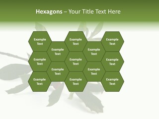 Christmas Holly Isolated On White (Natural) PowerPoint Template