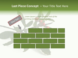 Christmas Holly Isolated On White (Natural) PowerPoint Template