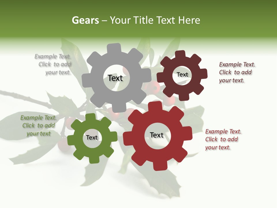 Christmas Holly Isolated On White (Natural) PowerPoint Template