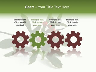 Christmas Holly Isolated On White (Natural) PowerPoint Template