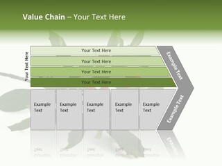 Christmas Holly Isolated On White (Natural) PowerPoint Template