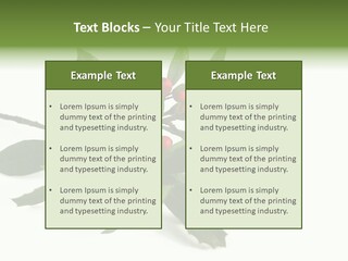 Christmas Holly Isolated On White (Natural) PowerPoint Template