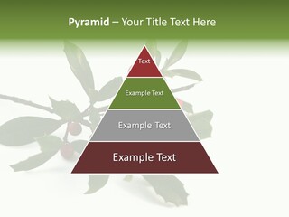 Christmas Holly Isolated On White (Natural) PowerPoint Template