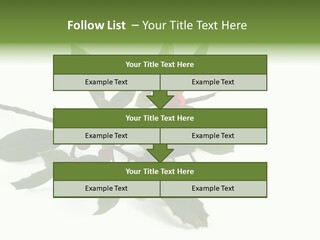 Christmas Holly Isolated On White (Natural) PowerPoint Template