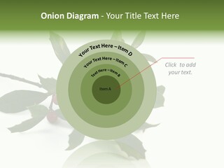 Christmas Holly Isolated On White (Natural) PowerPoint Template