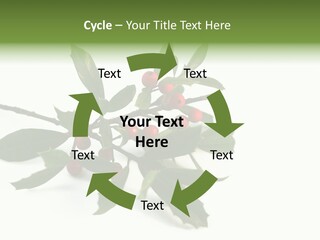 Christmas Holly Isolated On White (Natural) PowerPoint Template
