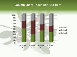 Christmas Holly Isolated On White (Natural) PowerPoint Template