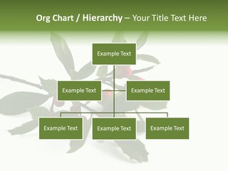 Christmas Holly Isolated On White (Natural) PowerPoint Template