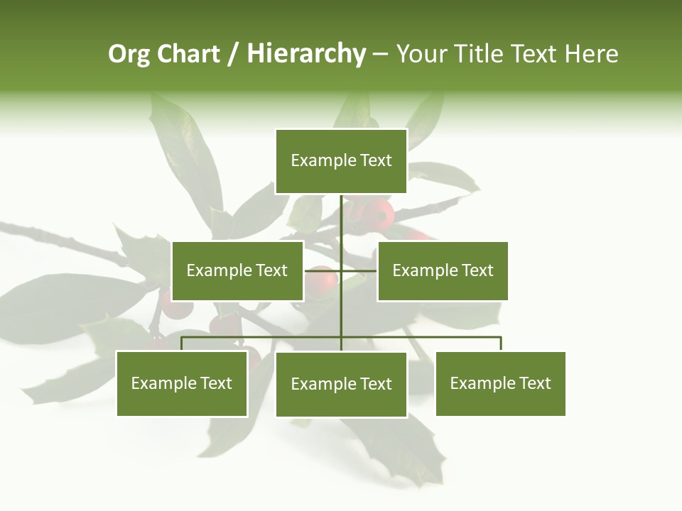 Christmas Holly Isolated On White (Natural) PowerPoint Template