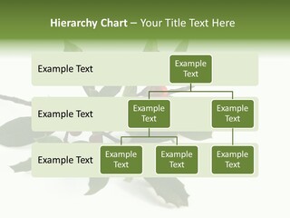 Christmas Holly Isolated On White (Natural) PowerPoint Template