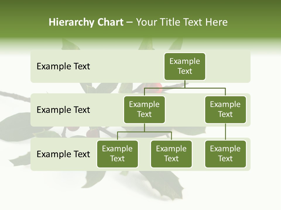Christmas Holly Isolated On White (Natural) PowerPoint Template