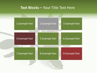 Christmas Holly Isolated On White (Natural) PowerPoint Template